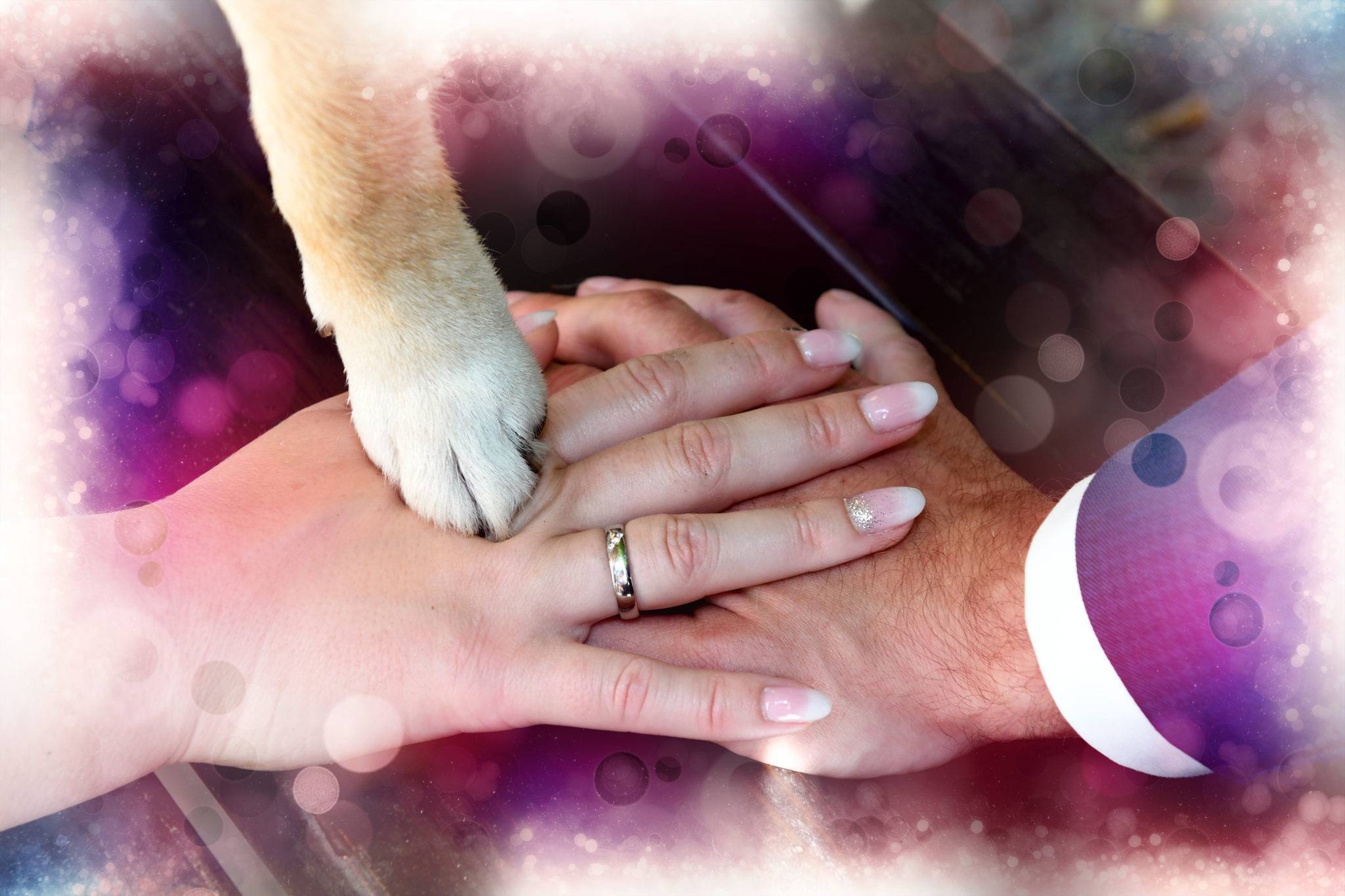 Brautpaar Fotoshooting mit Hund - zwei Hände und eine Pfote